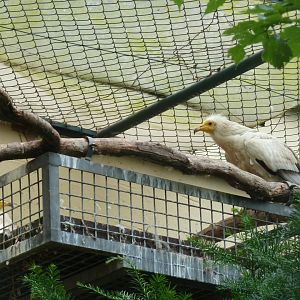 Nesting Egyptian vulture