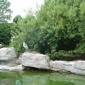 Multi million grey heron exhibit