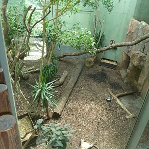 Katzendschungel - Second fossa enclosure