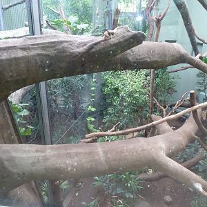 Katzendschungel - First fossa enclosure - Fabulous branches