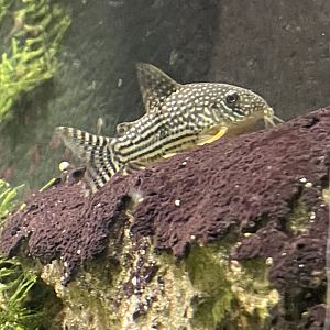 Unknown fish species, maybe a catfish?