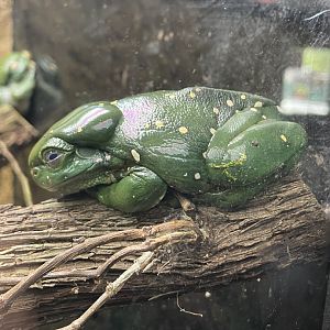 Magnificent tree frog (Litoria splendida)