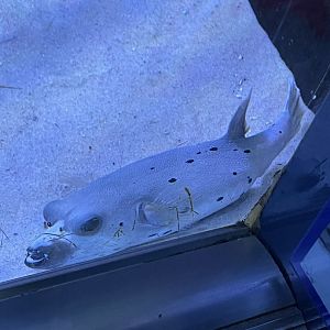 Dog-faced pufferfish (Arothron nigropunctatus)