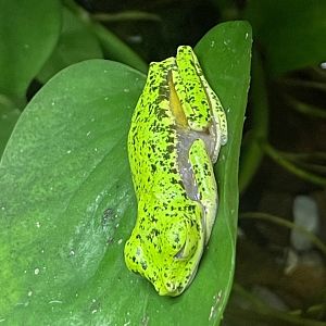 Lemur leaf frog (Agalychnis lemur)