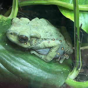 Asian yellow-spotted climbing toad (Rentapia hosii)
