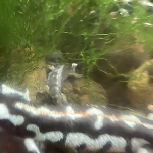 Luristan newt (Neurergus kaiseri)