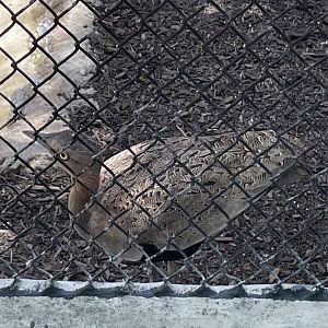Buff-crested bustard (Lophotis gindiana)