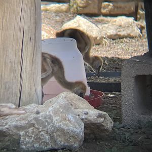 West African crowned crane (Balearica pavonina)