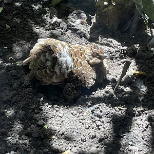 Andean tinamou (Nothoprocta pentlandii)