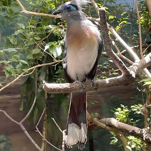 Crested coua (Coua cristata)
