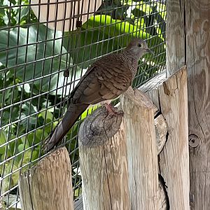 Zebra dove (Geophila striata)