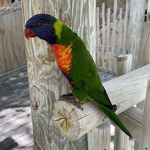 Rainbow lorikeet (Trichoglossus moluccanus)