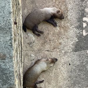 Bush dog (Speothos venaticus)