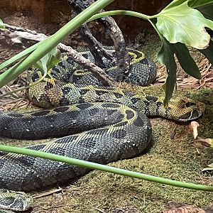 Ethiopian mountain viper (Bitis parviocula)