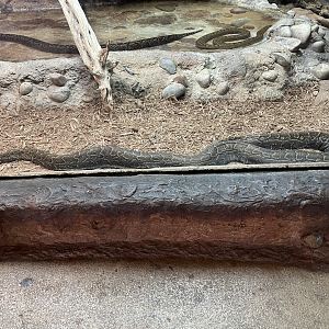 African rock python (Python sebae)