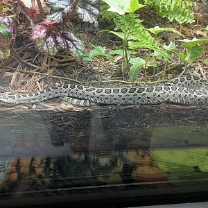 Mexican dusky rattlesnake (Crotalus armstrongi)