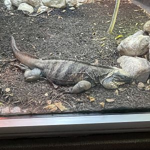 Grand Cayman blue iguana (Cyclura lewisi)