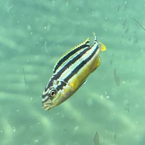 Golden mbuna cichlid (Melanochromis auratus)