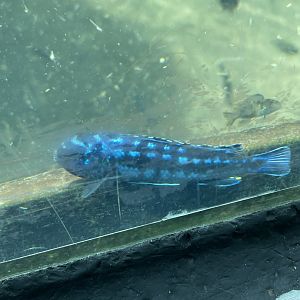 Unsigned African cichlid
