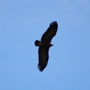 Free-flying Hooded vulture