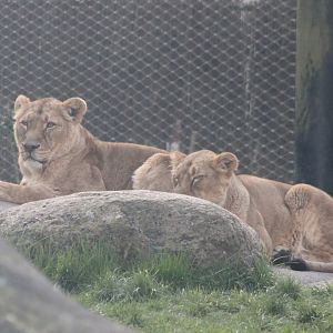 Asiatic lions