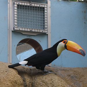 Toco toucan