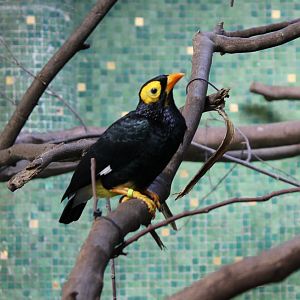 Yellow-faced myna