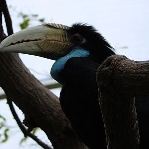 Wreathed hornbill - female