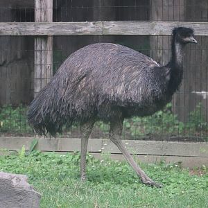 Australia House - Emu