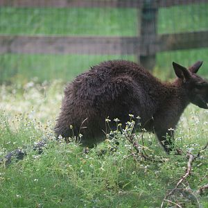 Australia House - Bennett’s Wallaby