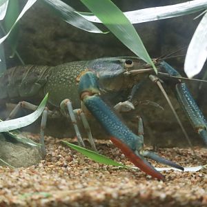 Australia House - Queensland Red Claw