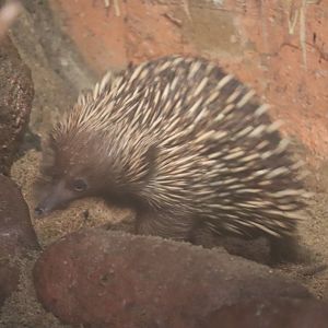 Australia House - Short-beaked Echidna