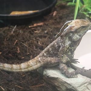 Australia House - Frilled Lizard