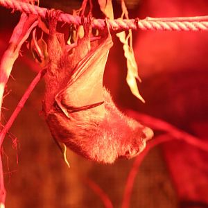 Australia House - Rodrigues Fruit Bat