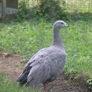 Australia House - Cape Barren Goose