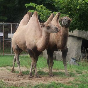 Hoofed Animals - Bactrian Camel