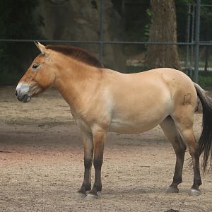 Hoofed Animals - Przewalski’s Horse