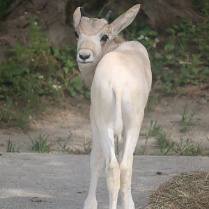 Hoofed Animals - Addax