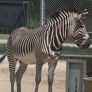 Hoofed Animals - Grevy’s Zebra