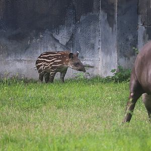 Pachyderms - Lowland Tapir