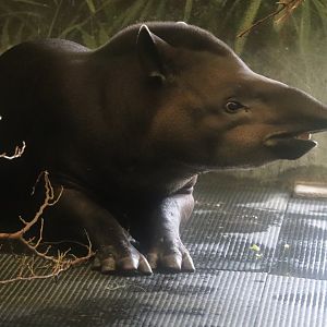 Pachyderms - Lowland Tapir