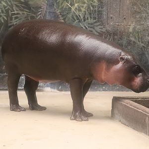 Pachyderms - Pygmy Hippo