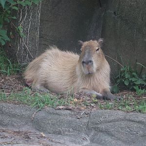 Pachyderms - Capybara