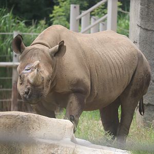 Pachyderms - Black Rhinoceros