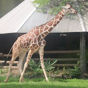 Habitat Africa! The Savannah - Giraffe