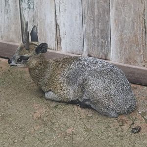 Habitat Africa! The Savannah - Klipspringer