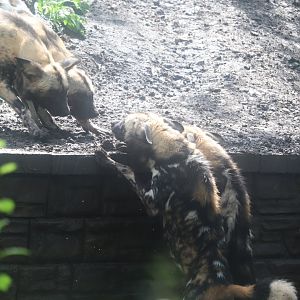 Habitat Africa! The Savannah - African Painted Dog