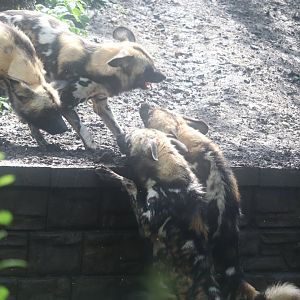 Habitat Africa! The Savannah - African Painted Dog