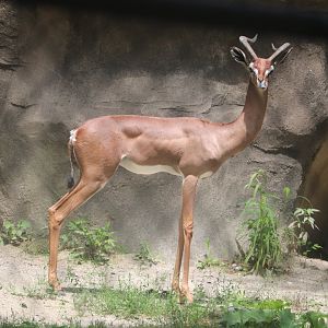 Habitat Africa! The Savannah - Gerenuk