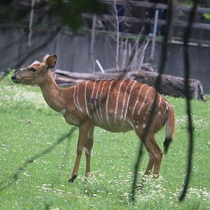 Habitat Africa! The Savannah - Nyala